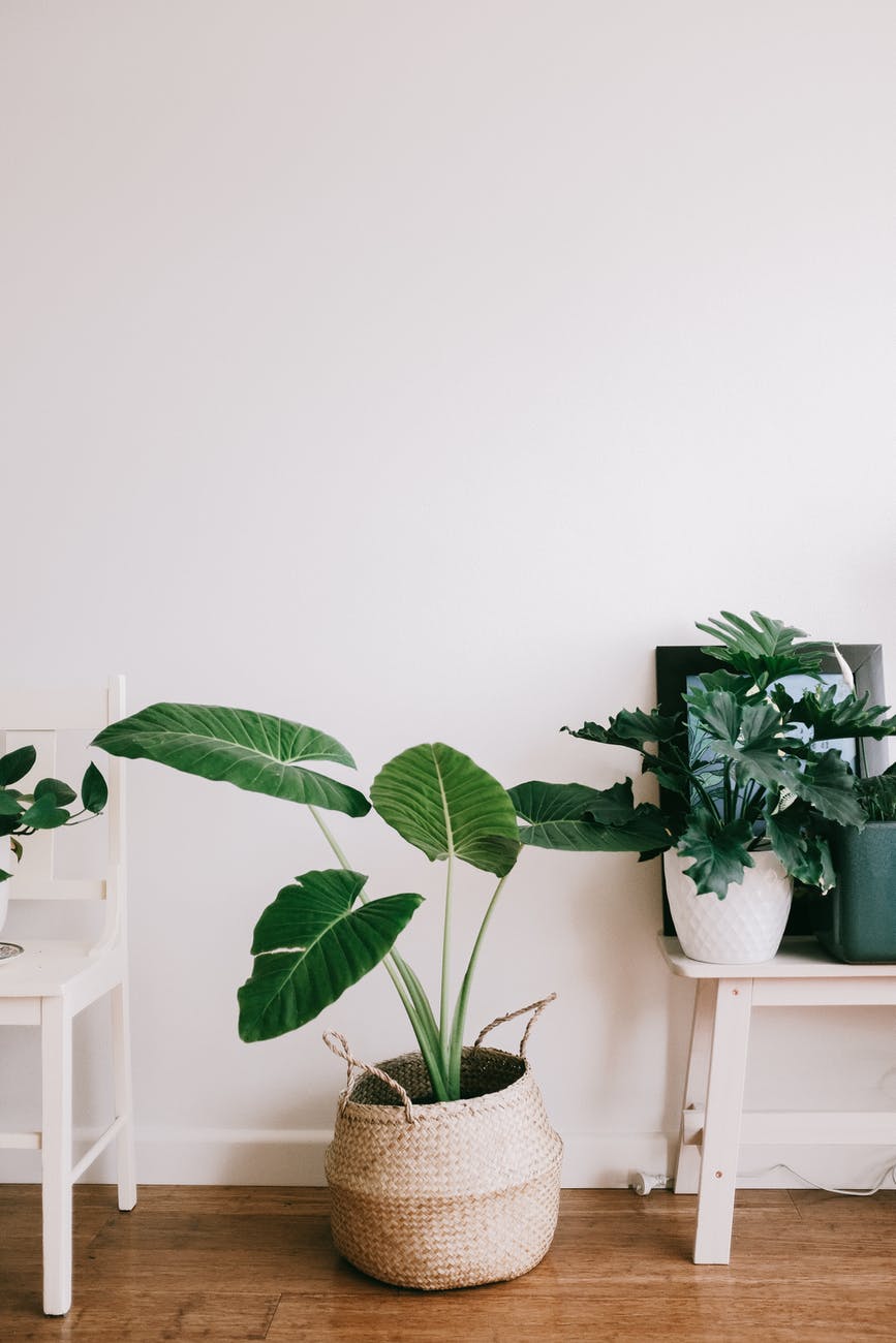Why Having House Plants is Good for Your Mental Health